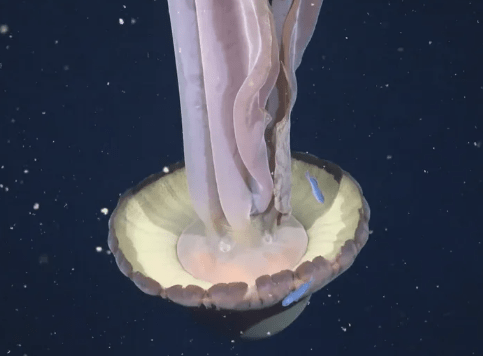 Científicos del CONICET detectaron una medusa fantasma gigante en el Mar&nbsp;Argentino