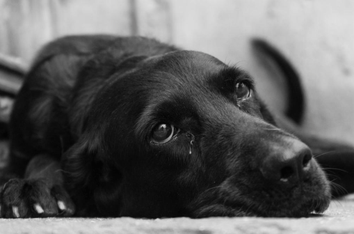 Condenaron a un hombre por maltrato animal en General&nbsp;Roca