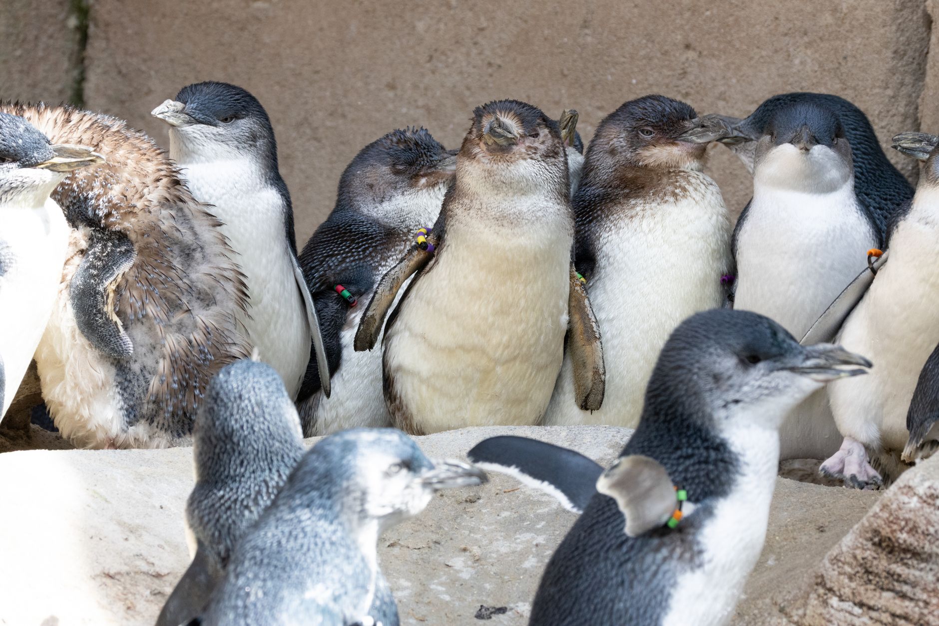 Un video muestra el rescate de 40 pingüinos que estaban por ser rematados en Mar del Plata